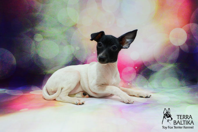 #тойфокстерьер #амертой #террабалтика #toyfoxterrier #terrabaltika #puppies #kennel