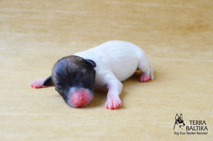 #тойфокстерьер #амертой #террабалтика #toyfoxterrier #terrabaltika #puppies #kennel