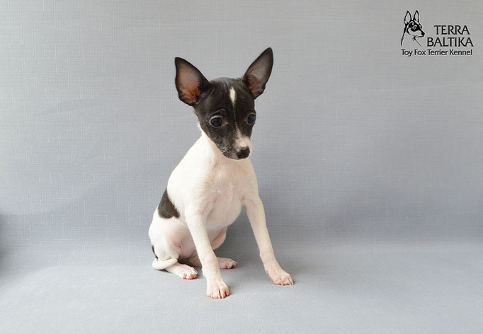 #тойфокстерьер #амертой #террабалтика #toyfoxterrier #terrabaltika #puppies #kennel