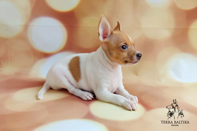 Той-фокстерьер, той-фокс, амертой, тфт, американский той-фокстерьер, Toy fox Terrier