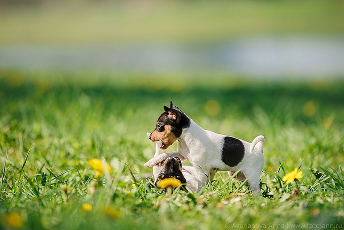 #тойфокстерьер #амертой #террабалтика #toyfoxterrier #terrabaltika #puppies #kennel