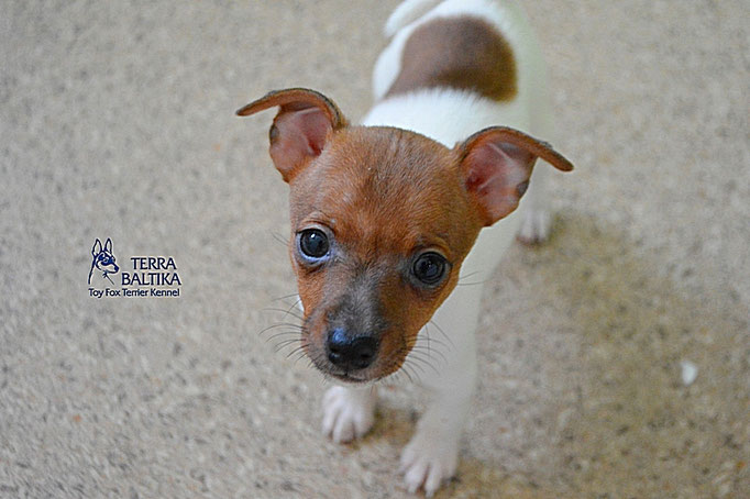 #тойфокстерьер #амертой #террабалтика #toyfoxterrier #terrabaltika #puppies #kennel