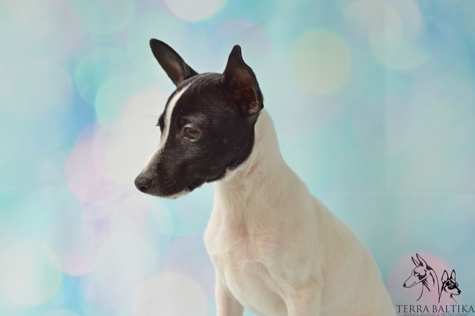 #тойфокстерьер #амертой #террабалтика #toyfoxterrier #terrabaltika #puppies #kennel