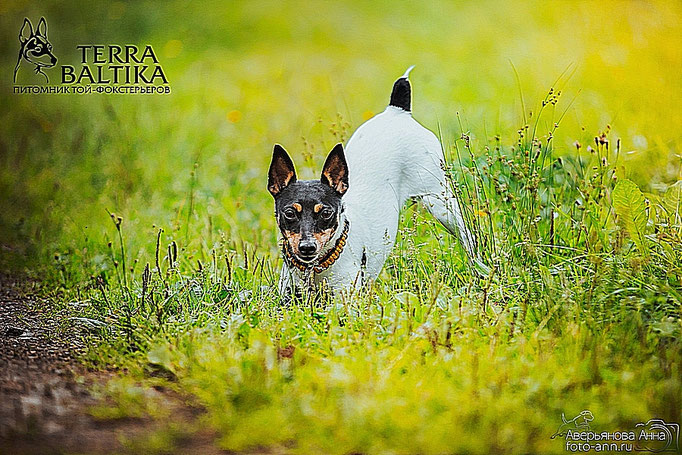 #тойфокстерьер #амертой #террабалтика #toyfoxterrier #terrabaltika #puppies #kennel