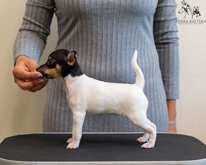 #тойфокстерьер #амертой #террабалтика #toyfoxterrier #terrabaltika #puppies #kennel