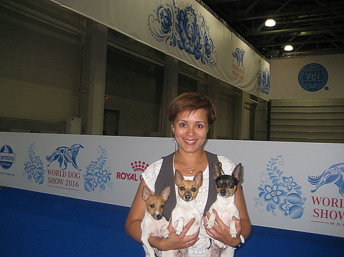 #тойфокстерьер #амертой #террабалтика #toyfoxterrier #terrabaltika #puppies #kennel