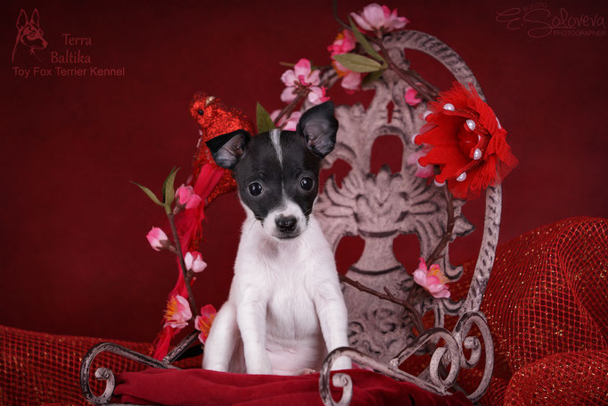 #тойфокстерьер #амертой #террабалтика #toyfoxterrier #terrabaltika #puppies #kennel