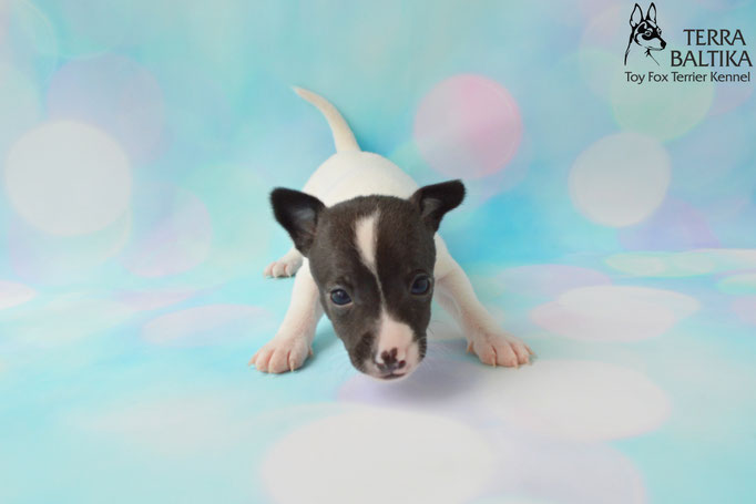 #тойфокстерьер #амертой #террабалтика #toyfoxterrier #terrabaltika #puppies #kennel