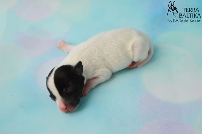 #тойфокстерьер #амертой #террабалтика #toyfoxterrier #terrabaltika #puppies #kennel