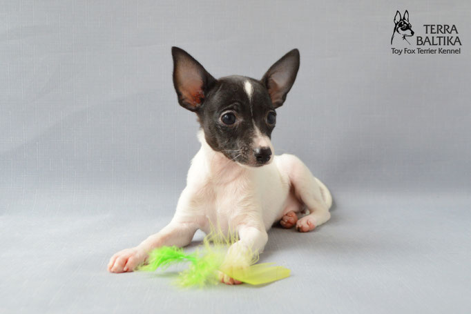 #тойфокстерьер #амертой #террабалтика #toyfoxterrier #terrabaltika #puppies #kennel