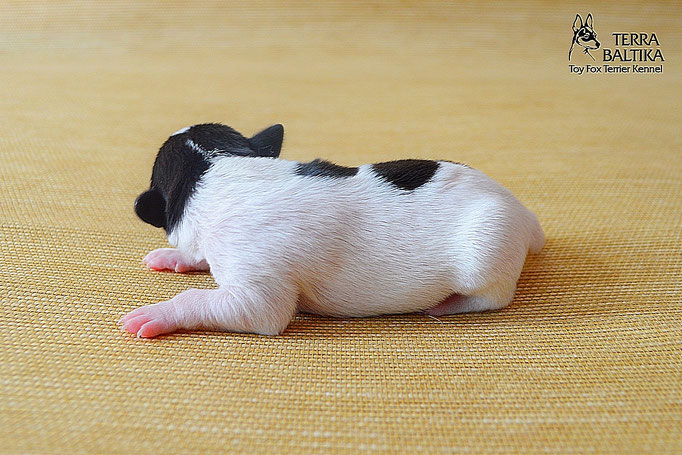 #тойфокстерьер #амертой #террабалтика #toyfoxterrier #terrabaltika #puppies #kennel