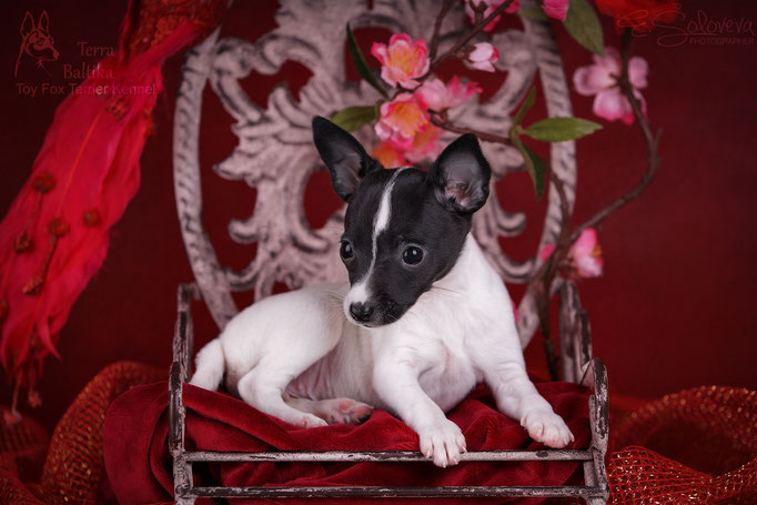 #тойфокстерьер #амертой #террабалтика #toyfoxterrier #terrabaltika #puppies #kennel