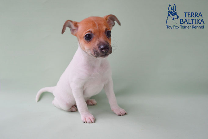 #тойфокстерьер #амертой #террабалтика #toyfoxterrier #terrabaltika #puppies #kennel #маленькаясобака #минипорода #маленькаяпородасобак #собачканамаленькихножках #американскийтойфокстерьер #тойфокс #americantoyfoxterrier