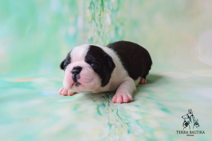 бостон терьер, бостонский терьер, boston terrier, бостон, щенки бостона, питомник бостонов