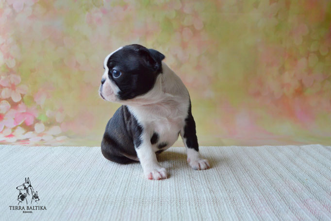 бостон терьер, бостонский терьер, boston terrier, бостон, щенки бостона, питомник бостонов