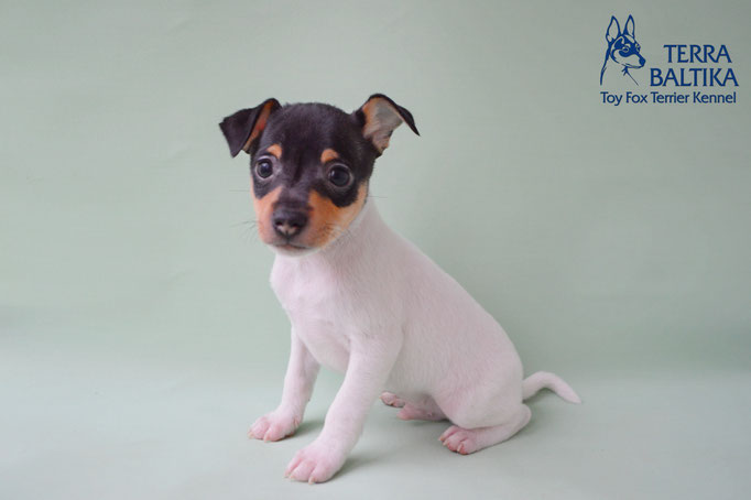 #тойфокстерьер #амертой #террабалтика #toyfoxterrier #terrabaltika #puppies #kennel #маленькаясобака #минипорода #маленькаяпородасобак #собачканамаленькихножках #американскийтойфокстерьер #тойфокс #americantoyfoxterrier