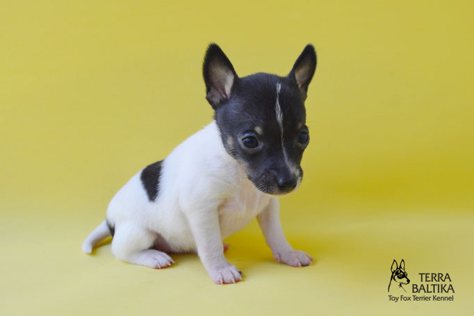 #тойфокстерьер #амертой #террабалтика #toyfoxterrier #terrabaltika #puppies #kennel