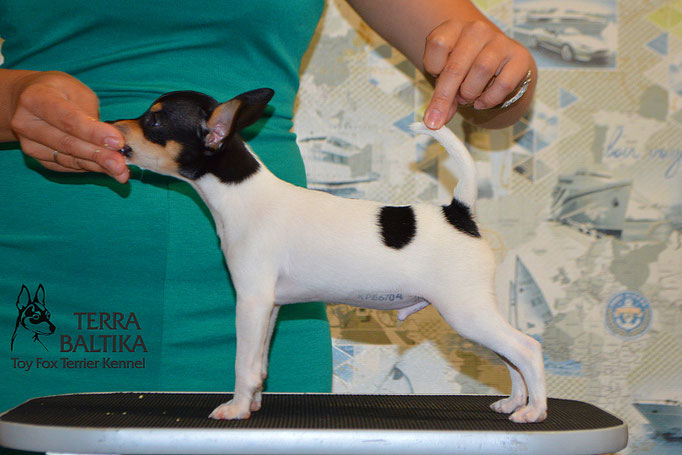 #тойфокстерьер #амертой #террабалтика #toyfoxterrier #terrabaltika #puppies #kennel