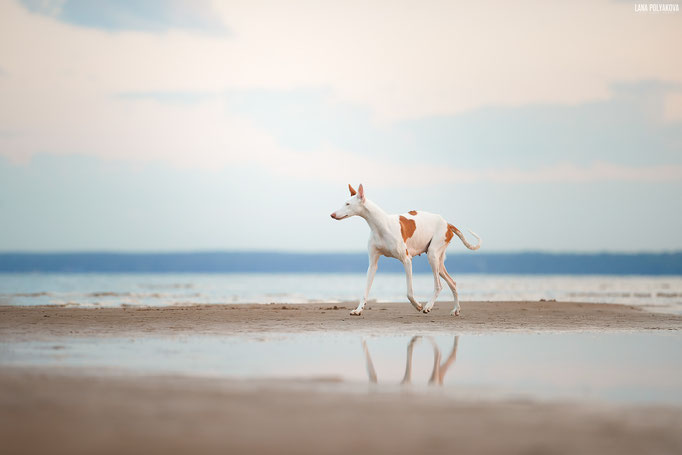 поденко ибиценко, ибицкая борзая, ивисская борзая, ибизан, ibizan hound, поденко, щенки поденко, купить щенка поденко ибиценко, питомник поденко ибиценко, щенки ибицкой борзой, ibizan hound puppies