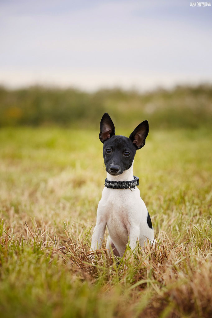 #тойфокстерьер #амертой #террабалтика #toyfoxterrier #terrabaltika #puppies #kennel