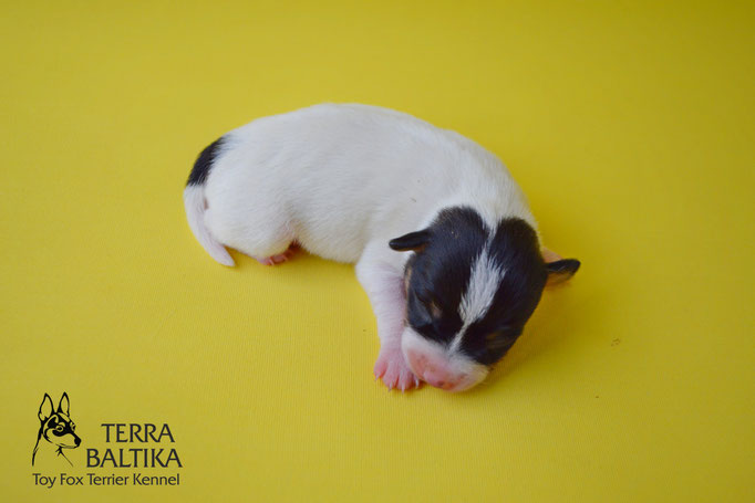 #тойфокстерьер #амертой #террабалтика #toyfoxterrier #terrabaltika #puppies #kennel #маленькаясобака #минипорода #маленькаяпородасобак #собачканамаленькихножках #американскийтойфокстерьер #тойфокс #americantoyfoxterrier
