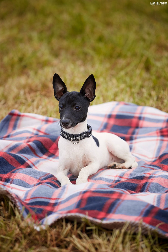 #тойфокстерьер #амертой #террабалтика #toyfoxterrier #terrabaltika #puppies #kennel