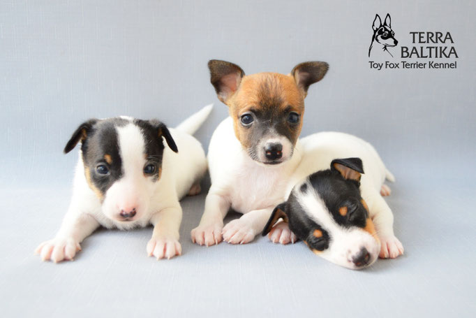 #тойфокстерьер #амертой #террабалтика #toyfoxterrier #terrabaltika #puppies #kennel