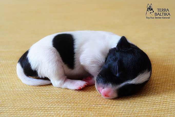 #тойфокстерьер #амертой #террабалтика #toyfoxterrier #terrabaltika #puppies #kennel