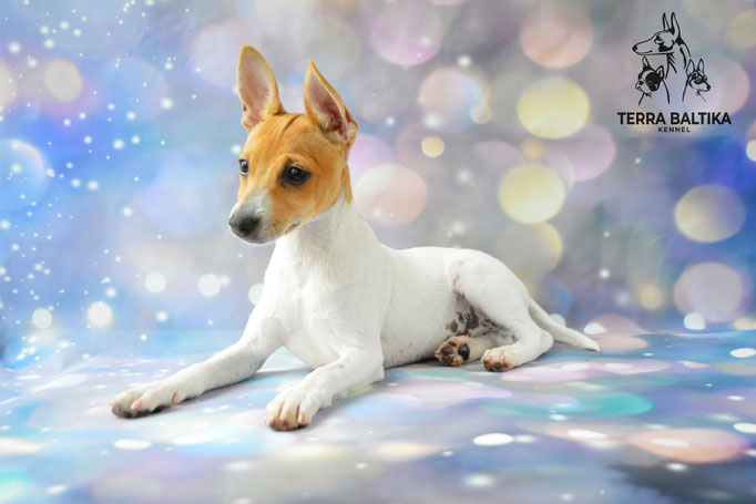 той-фокстерьер, той-фокс, амертой, американский той-фокстерьер, toy fox terrier, terra baltika, терра балтика