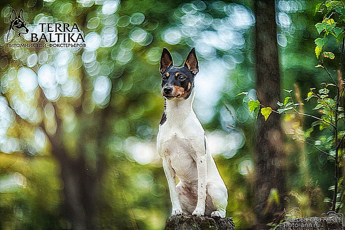 #тойфокстерьер #амертой #террабалтика #toyfoxterrier #terrabaltika #puppies #kennel