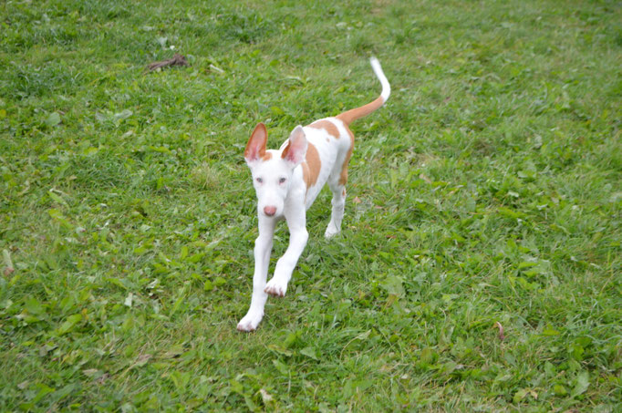 Поденко ибиценко, ибицкая борзая, ивисская борзая, ибизан, Podenco Ibicenco, Ibizan Hound, Terra Baltika, Терра Балтика
