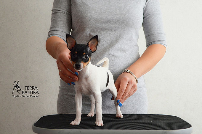 #тойфокстерьер #амертой #террабалтика #toyfoxterrier #terrabaltika #puppies #kennel