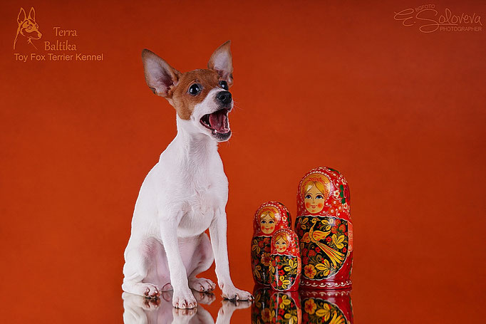 #тойфокстерьер #амертой #террабалтика #toyfoxterrier #terrabaltika #puppies #kennel