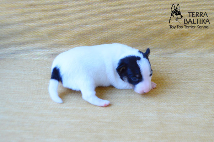 #тойфокстерьер #амертой #террабалтика #toyfoxterrier #terrabaltika #puppies #kennel