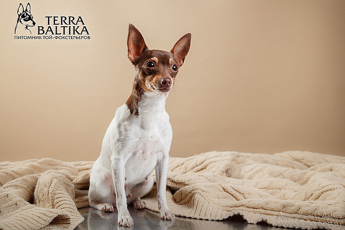 #тойфокстерьер #амертой #террабалтика #toyfoxterrier #terrabaltika #puppies #kennel