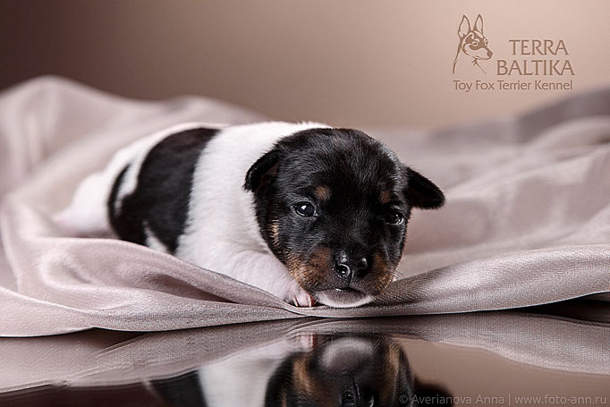 #тойфокстерьер #амертой #террабалтика #toyfoxterrier #terrabaltika #puppies #kennel