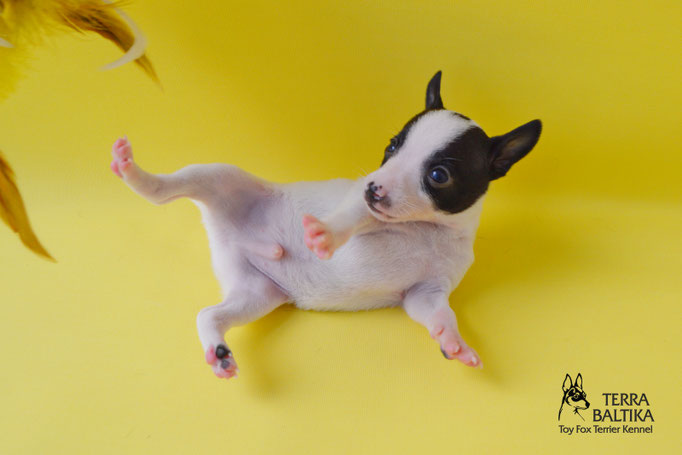 #тойфокстерьер #амертой #террабалтика #toyfoxterrier #terrabaltika #puppies #kennel