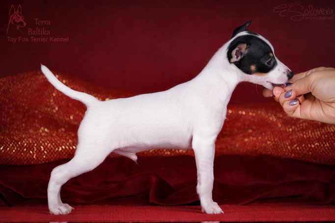 #тойфокстерьер #амертой #террабалтика #toyfoxterrier #terrabaltika #puppies #kennel