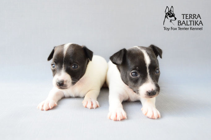 #тойфокстерьер #амертой #террабалтика #toyfoxterrier #terrabaltika #puppies #kennel