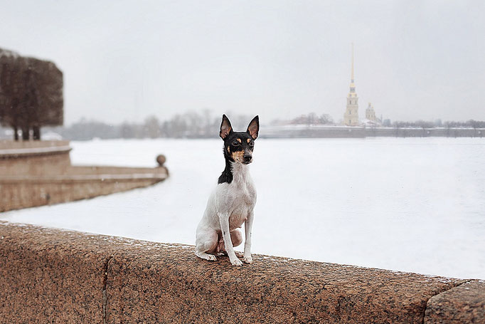 #тойфокстерьер #амертой #террабалтика #toyfoxterrier #terrabaltika #puppies #kennel