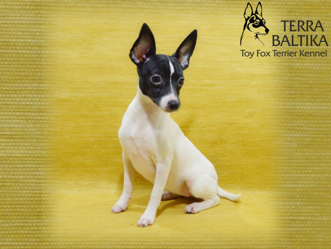 #тойфокстерьер #амертой #террабалтика #toyfoxterrier #terrabaltika #puppies #kennel