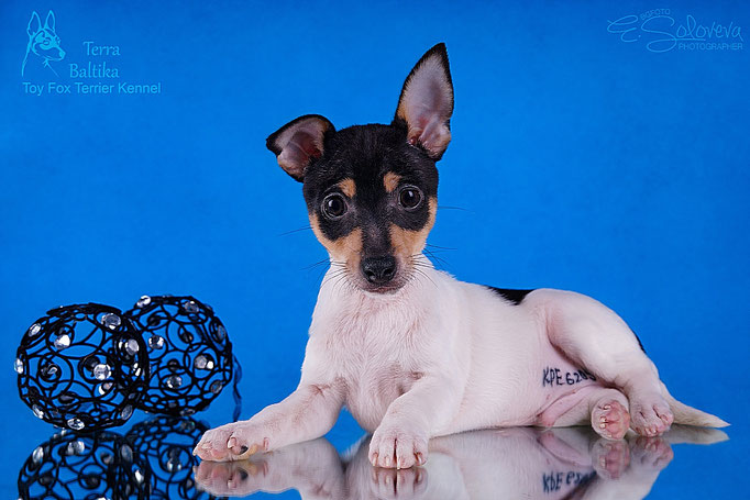 #тойфокстерьер #амертой #террабалтика #toyfoxterrier #terrabaltika #puppies #kennel