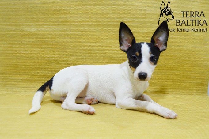 #тойфокстерьер #амертой #террабалтика #toyfoxterrier #terrabaltika #puppies #kennel