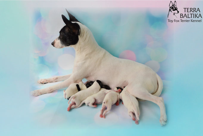 #тойфокстерьер #амертой #террабалтика #toyfoxterrier #terrabaltika #puppies #kennel