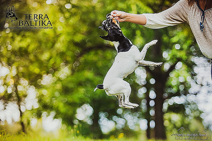#тойфокстерьер #амертой #террабалтика #toyfoxterrier #terrabaltika #puppies #kennel