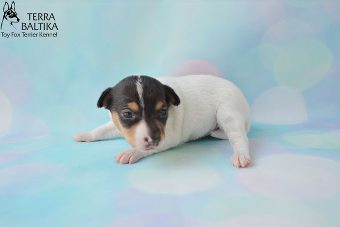 #тойфокстерьер #амертой #террабалтика #toyfoxterrier #terrabaltika #puppies #kennel