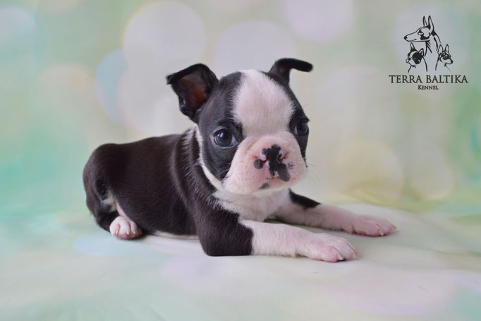 бостон терьер, бостонский терьер, boston terrier, бостон, щенки бостона, питомник бостонов