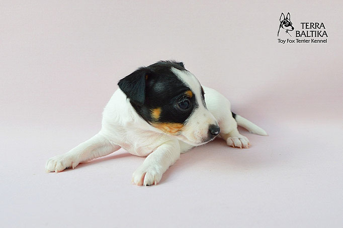 #тойфокстерьер #амертой #террабалтика #toyfoxterrier #terrabaltika #puppies #kennel