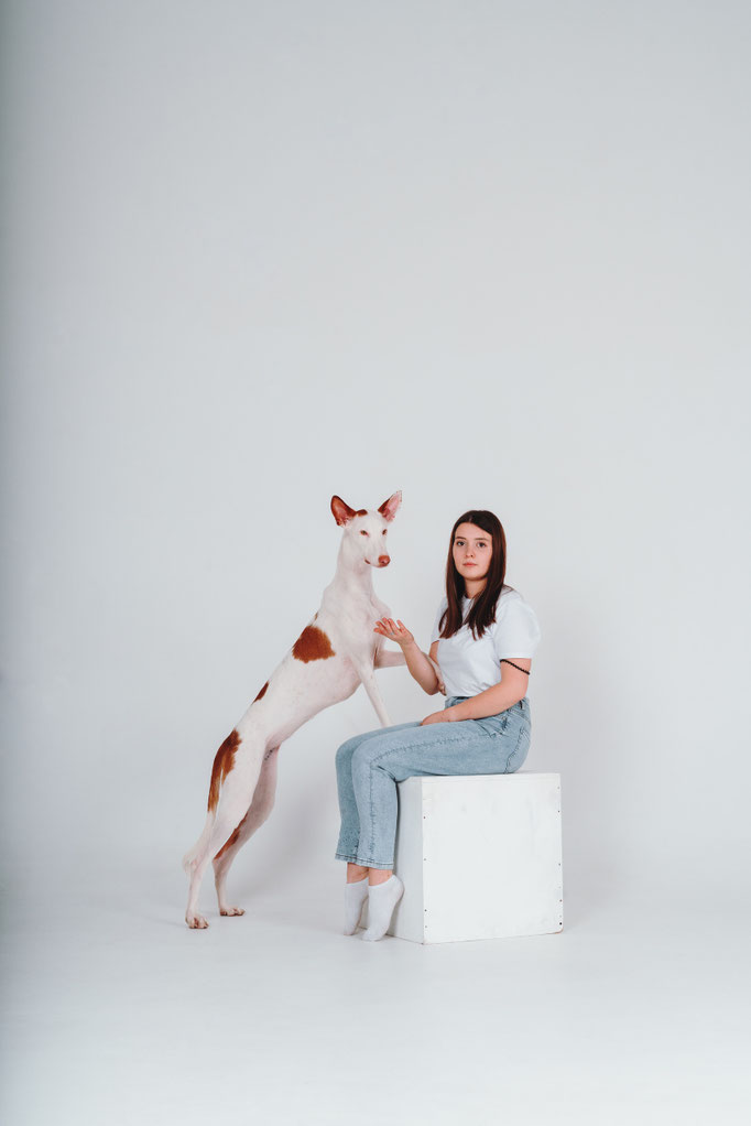 Поденко ибиценко, ибицкая борзая, ивисская борзая, ибизан, Podenco Ibicenco, Ibizan Hound, Terra Baltika, Терра Балтика
