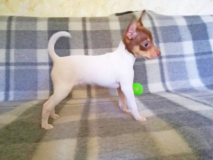 #тойфокстерьер #амертой #террабалтика #toyfoxterrier #terrabaltika #puppies #kennel